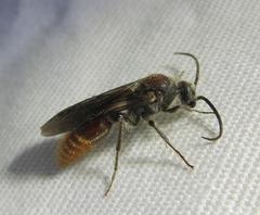 Sphaeropthalma imperialis