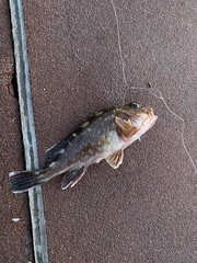 Sebastiscus marmoratus