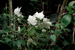 Mallotus paniculatus formosanus