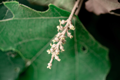 Mallotus paniculatus formosanus
