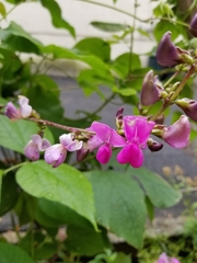 Dipogon lignosus