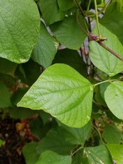 Dipogon lignosus