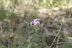 Chromolaena pulchella