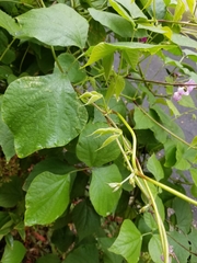 Dipogon lignosus