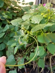 Dipogon lignosus