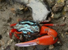 Paraleptuca splendida