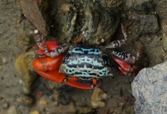 Paraleptuca splendida