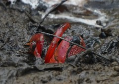 Paraleptuca splendida