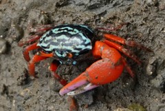 Paraleptuca splendida