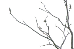 Cacatua goffiniana