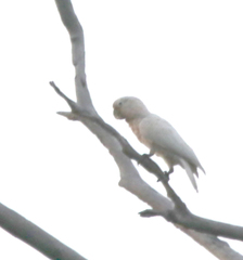 Cacatua goffiniana