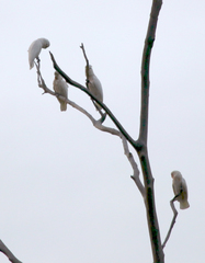Cacatua goffiniana