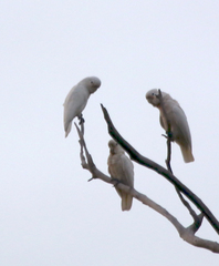 Cacatua goffiniana