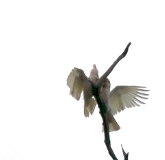 Cacatua goffiniana