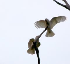 Cacatua goffiniana