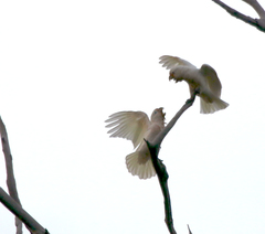 Cacatua goffiniana