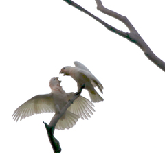 Cacatua goffiniana