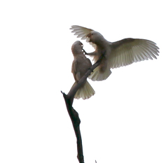 Cacatua goffiniana