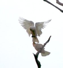Cacatua goffiniana