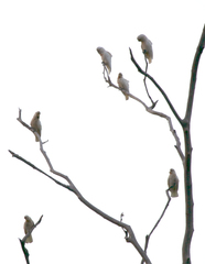 Cacatua goffiniana