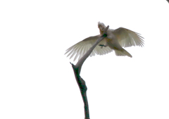 Cacatua goffiniana