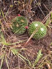 Mammillaria karwinskiana