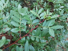 Pistacia lentiscus