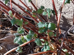 Parietaria