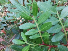 Pistacia lentiscus
