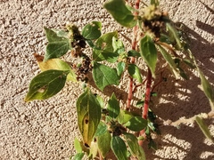 Parietaria