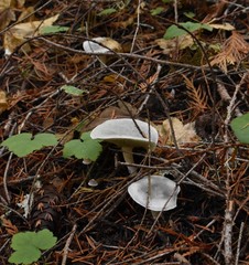 Clitocybe odora pacifica