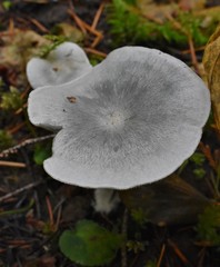 Clitocybe odora pacifica