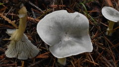 Clitocybe odora pacifica
