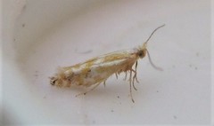 Argyresthia canadensis