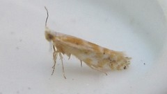 Argyresthia canadensis