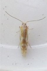 Argyresthia canadensis