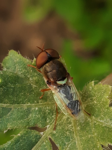 Odontomyia ochropa · iNaturalist