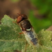 Odontomyia ochropa - Photo (c) Aditya Bari, some rights reserved (CC BY-NC), uploaded by Aditya Bari