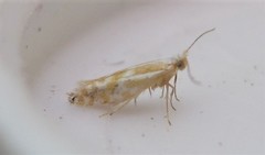 Argyresthia canadensis