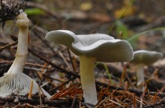 Clitocybe odora pacifica