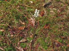 Spiranthes niklasii
