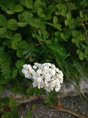 Achillea millefolium