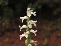Spiranthes niklasii