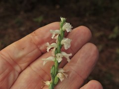 Spiranthes niklasii