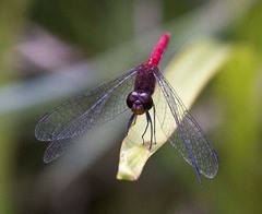 Nannodiplax rubra