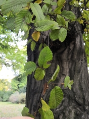 Carpinus betulus