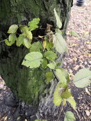 Carpinus betulus