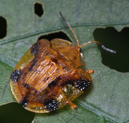 Nepalese Turtle Beetle photo 3