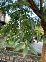 Ulmus parvifolia