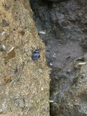 Echinolittorina placida